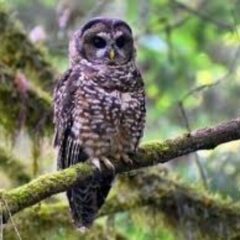 spotted owl on tree branch in forest